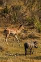 088 Okavango Delta, impala met wrattenzwijn